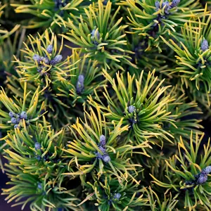 Pinus 'Carsten's Wintergold'